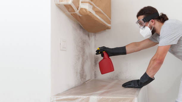 Professional Black Mold Removal technician working in Stillwater, MN
